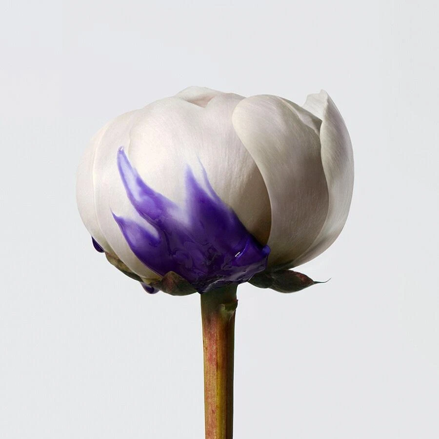 Shu Uemura Yūbi BlondeAnti-Brass Purple Balm 6 Shu Uemura Yūbi BlondeAnti-Brass Purple Balm - Afbeelding 4