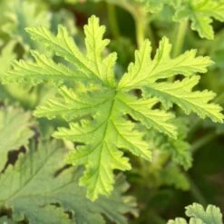 Calvin Klein Eternity For MenCologne Eau De Toilette Spray -Mode- En Schoonheidswinkel ioV0jg707372 3 global