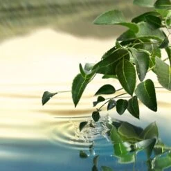 Estee Lauder Luxury FragrancesTender Light Eau De Parfum -Mode- En Schoonheidswinkel wsBGW3218870 2 dgl NL