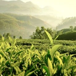 Estee Lauder Luxury FragrancesTender Light Eau De Parfum -Mode- En Schoonheidswinkel xRS40t218870 3 dgl NL